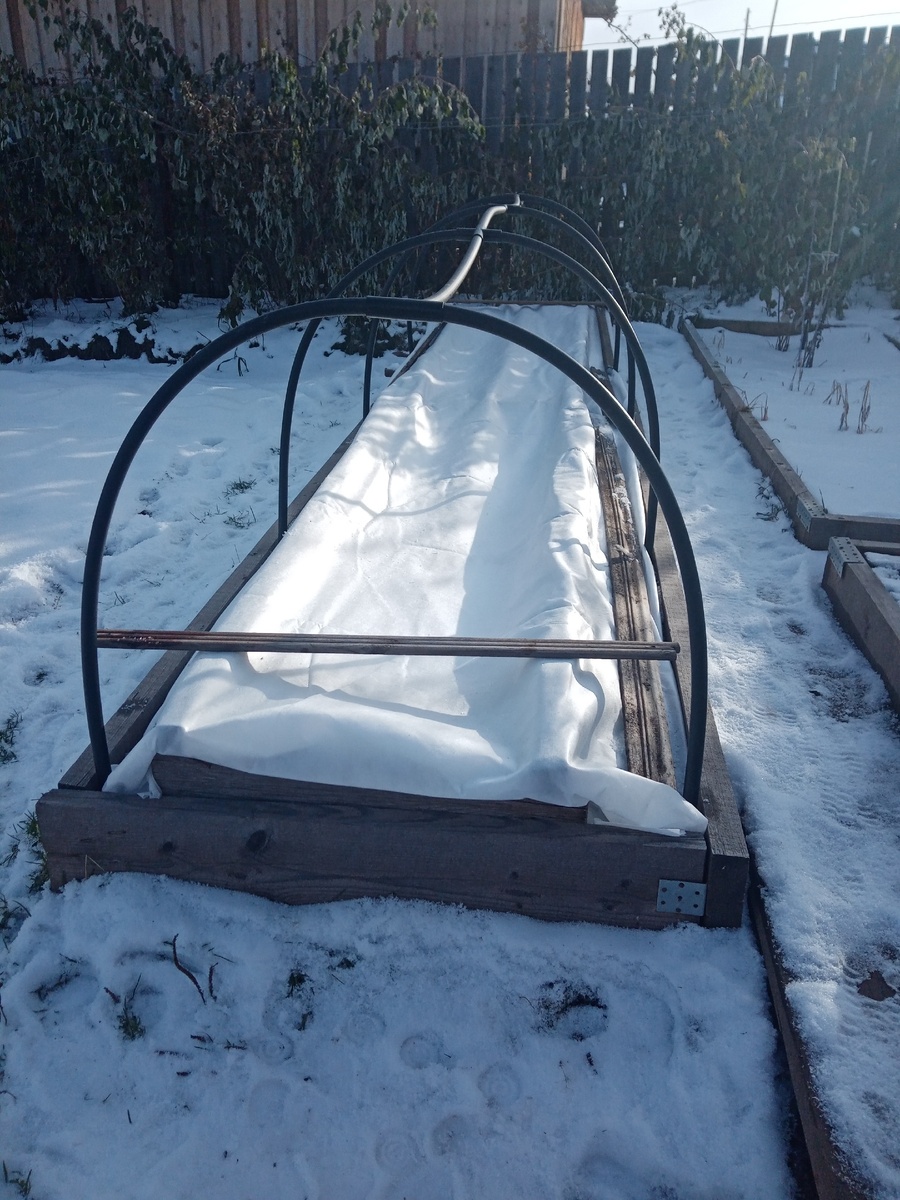 клубника нсд укрыта спандбондом 60 по каркасу из реек./фото автора