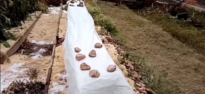 укрытие роз тоннельным способом /фото автора 