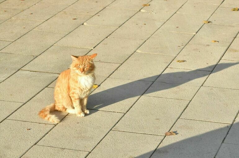   Киселев Сергей/Агентство «Москва»