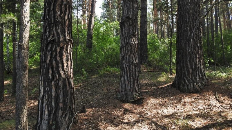     Старые сосны в алтайских ленточных борах. Алексей Грибков.