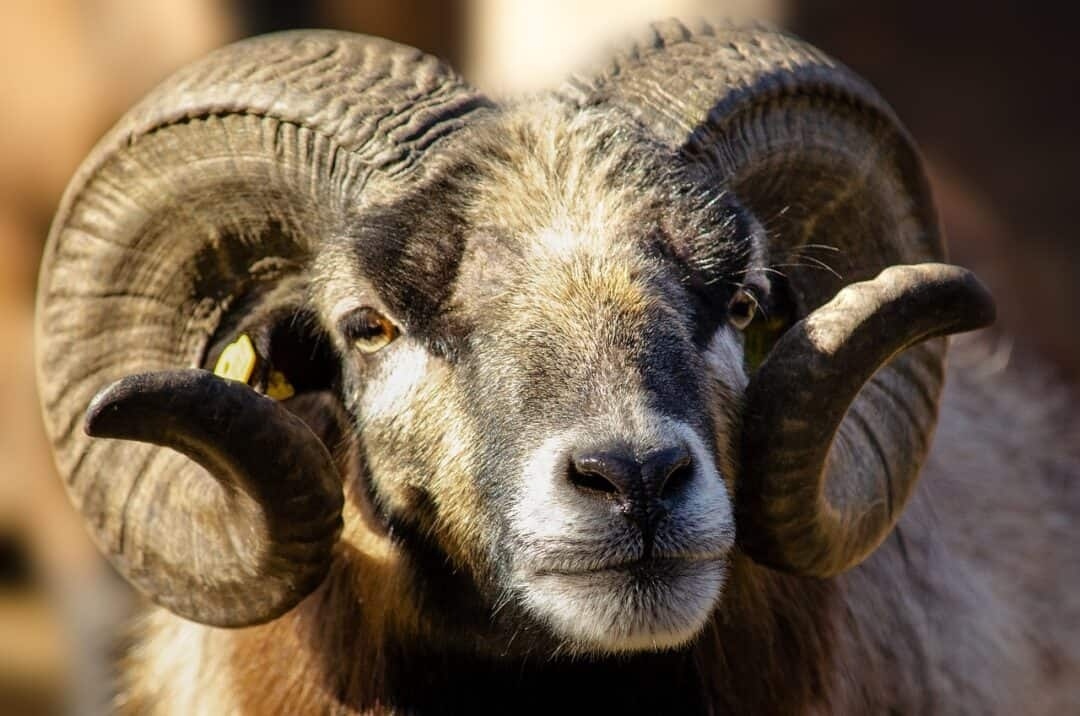 Крупный план барана с большими рогами.