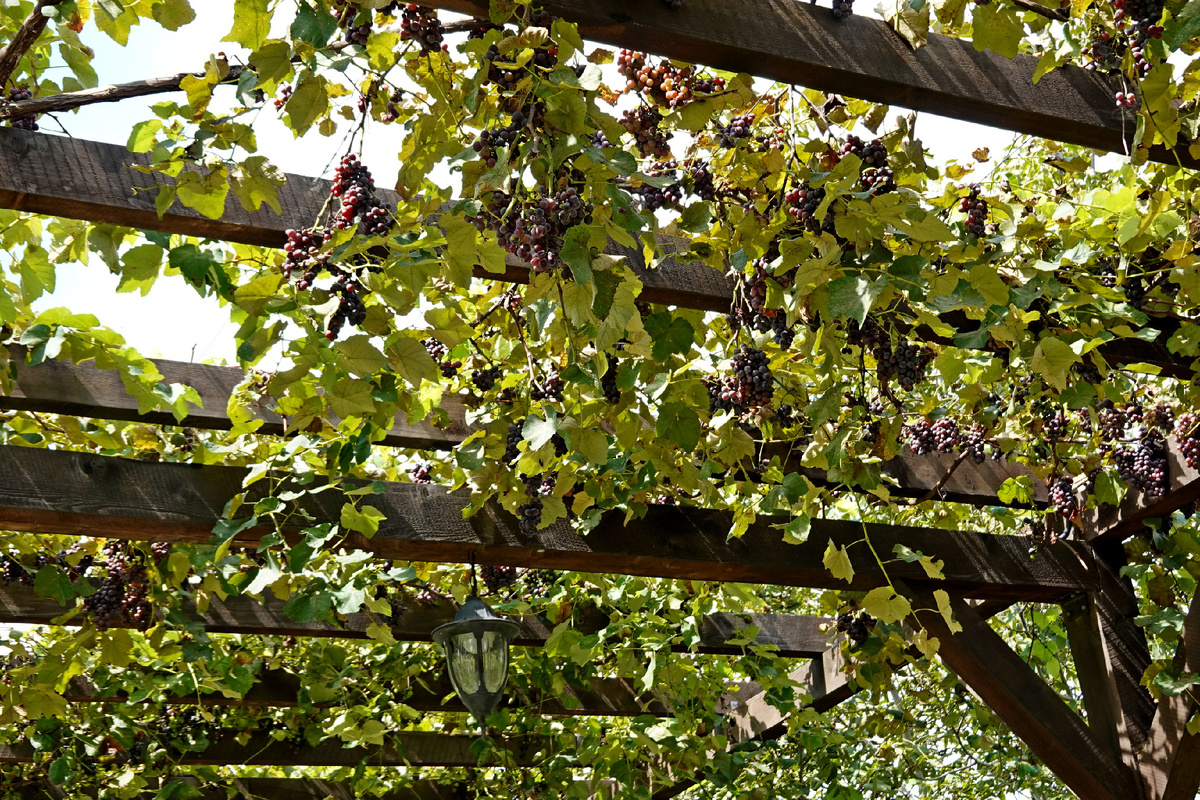 Виноградная лоза