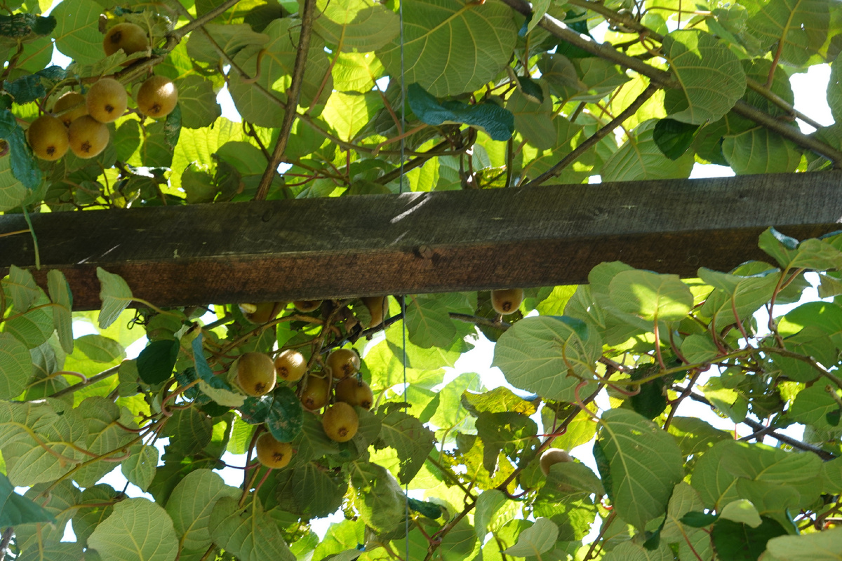Лиана актинидии деликатесной с листьями и плодами