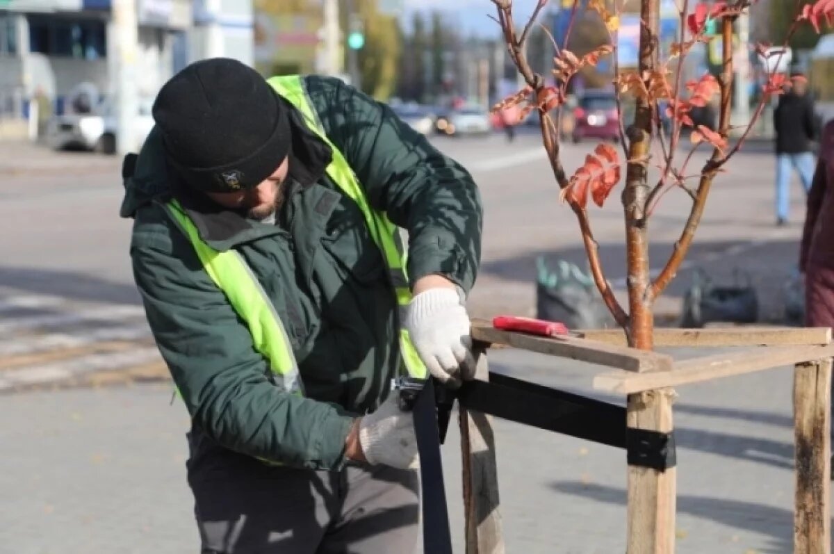    Клёны, липы и рябины появились на улицах Воронежа
