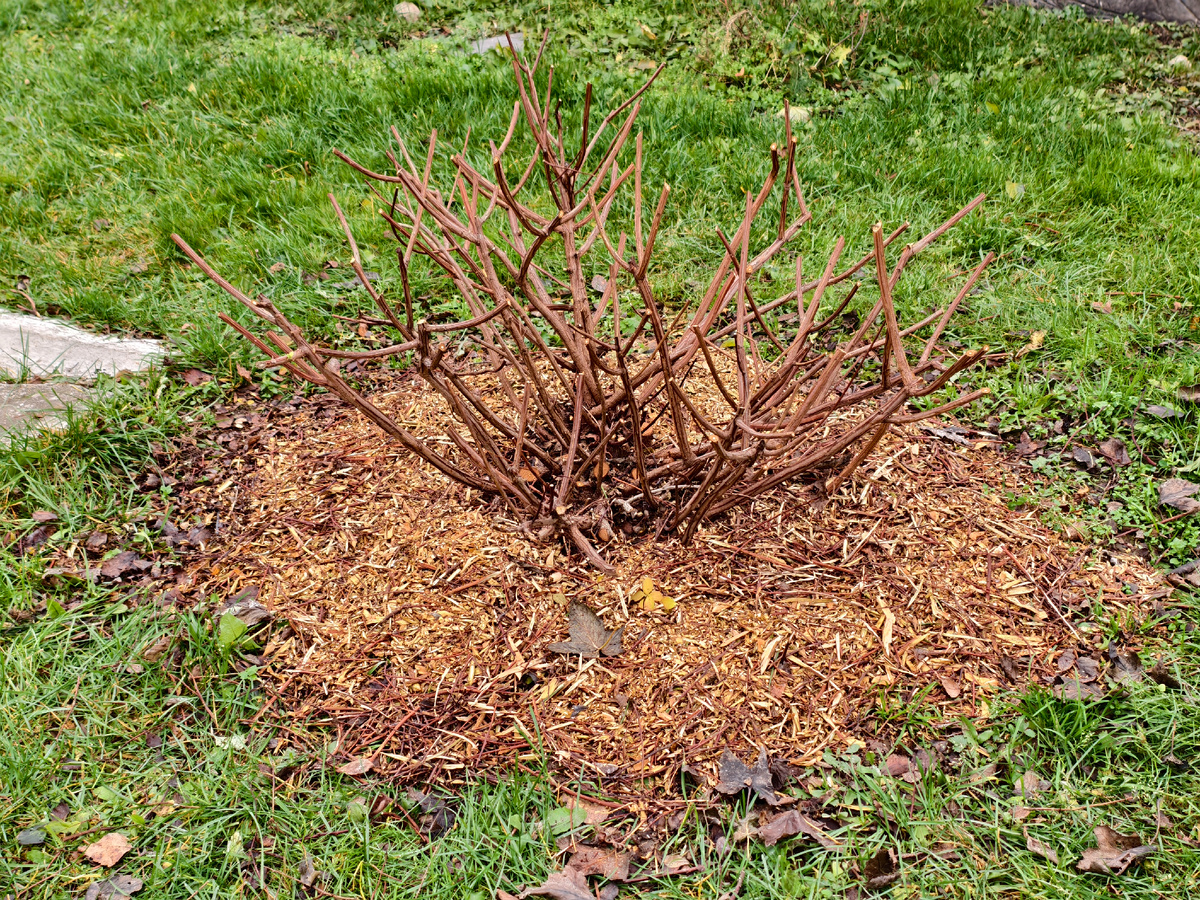 Омолаживающая обрезка спиреи Тор