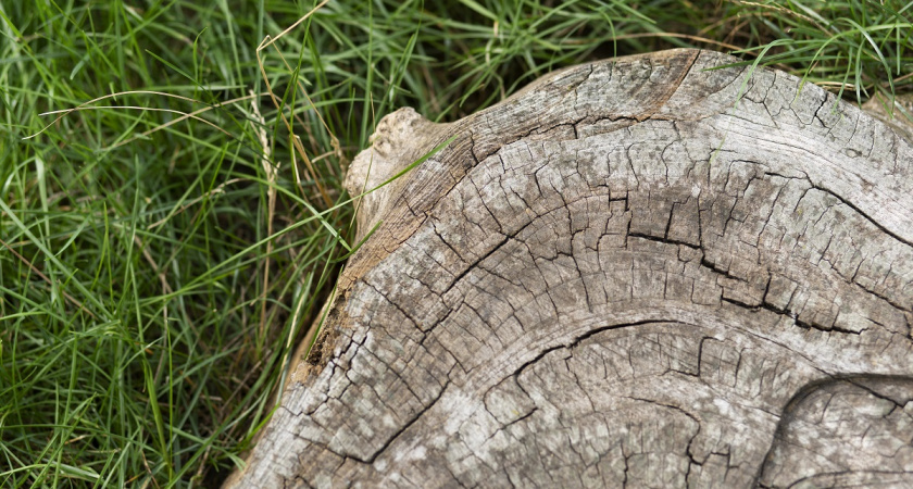    Азиатская смекалка: Китайцы научились удалять пни на участке за 10 минут — быстро и действенно