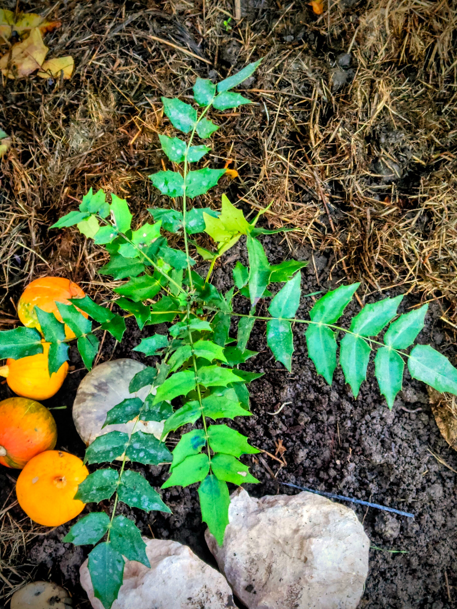 Магония, вид сверху 