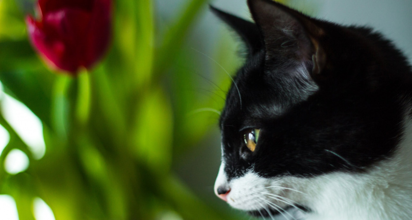    Почему нельзя трогать живот кошки, даже если она не возражает - об этом не знают 98% владельцев