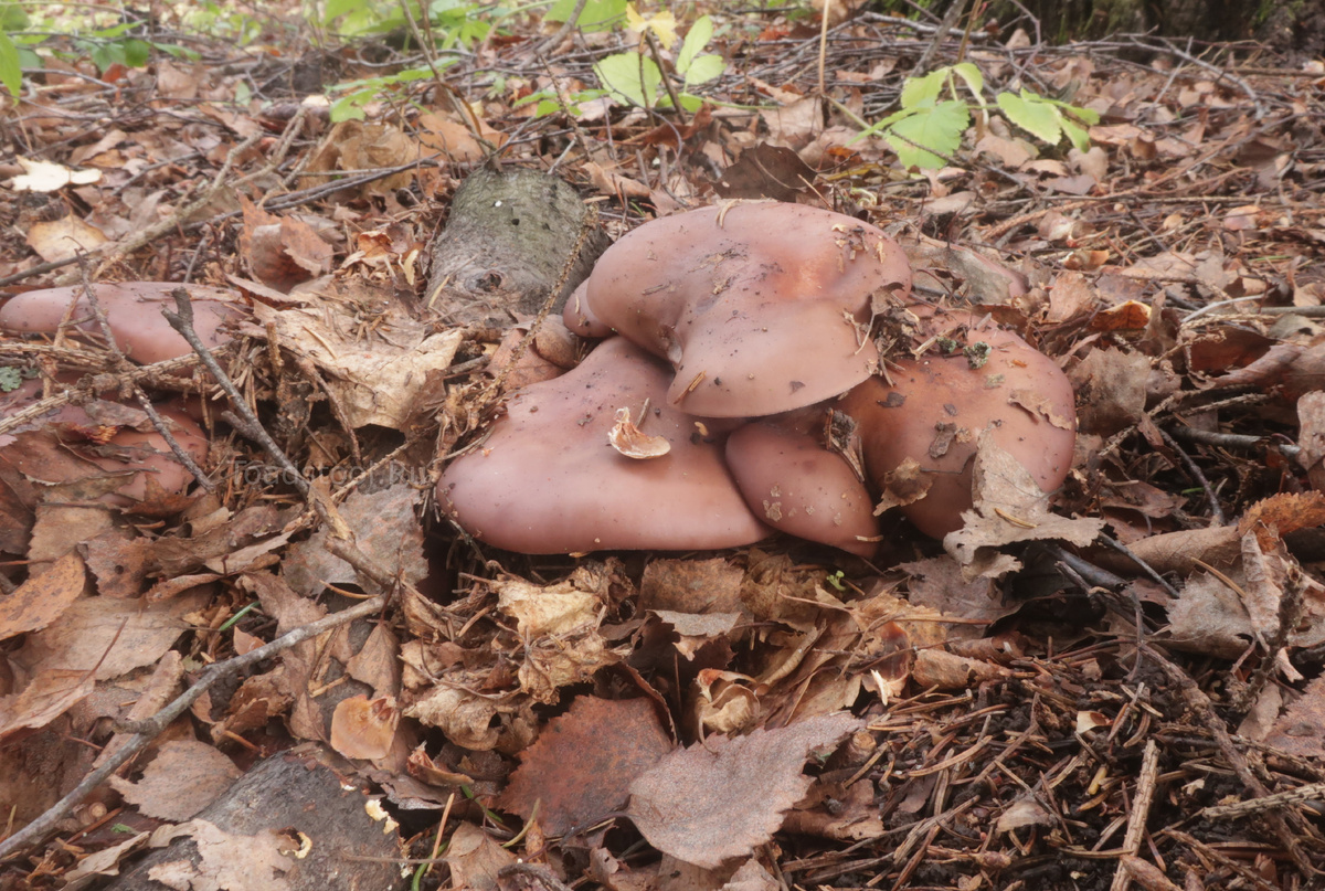 Вот эти грибы, как я полагал, надо строго резать. А то от малейшего прикосновения они выворачиваются вместе с мицелием (фото И.Лебединского)