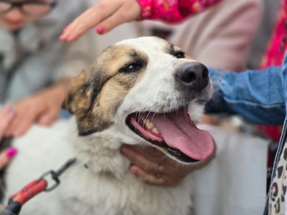    Фото: МедиаБанк Подмосковья/Яна Шаливская