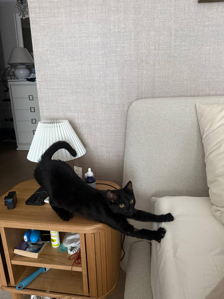    Мусик. Фото: Telegram @v_bonya