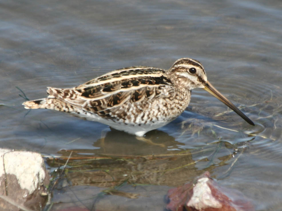 Фото с сайта: https://rbcu.ru/birdclass/list.php?id=2&SECTION_ID=1184