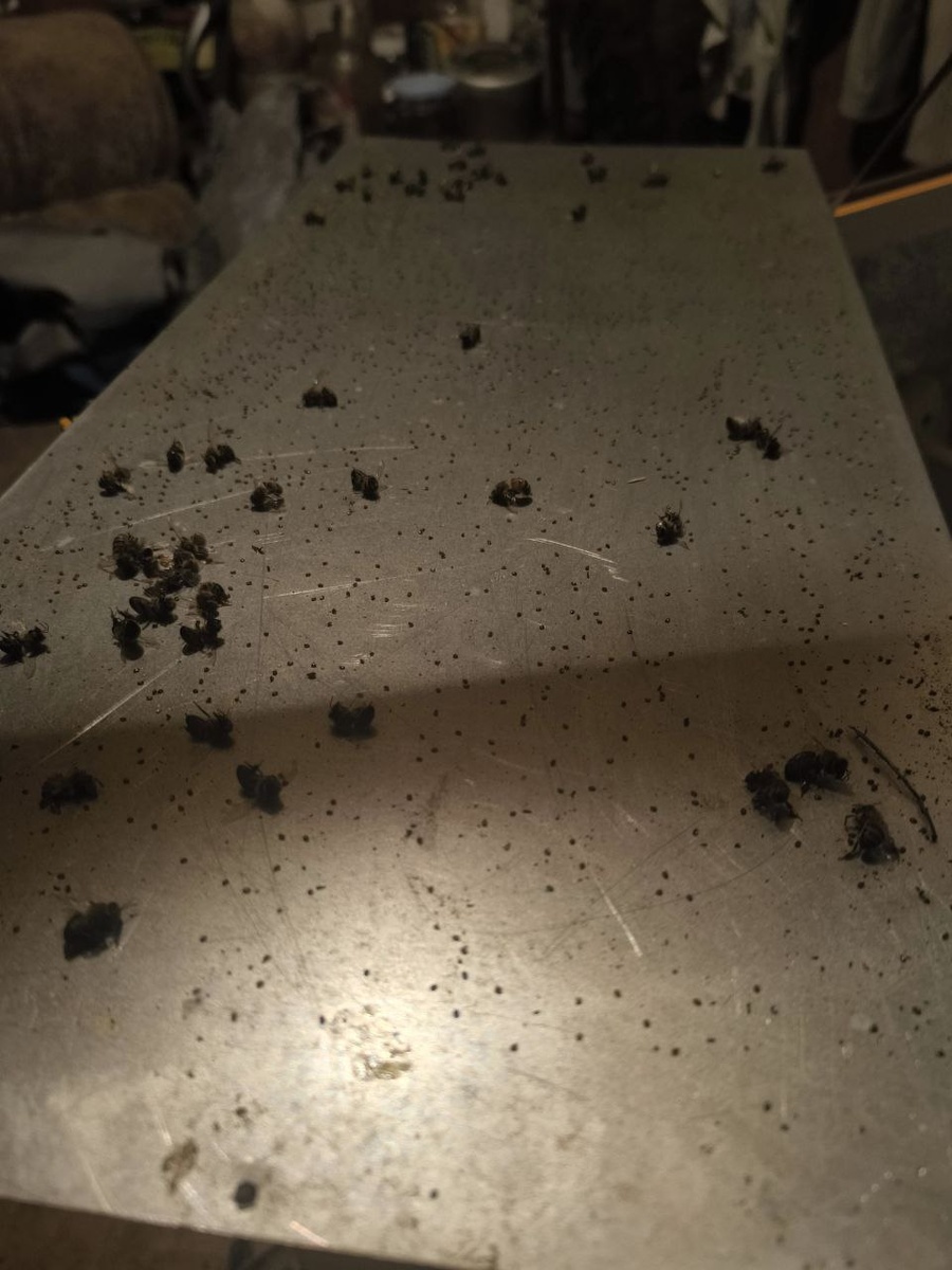 Маленькие черные точки на пластине - клещ варроа, погибший при обработке пчел в термокамере