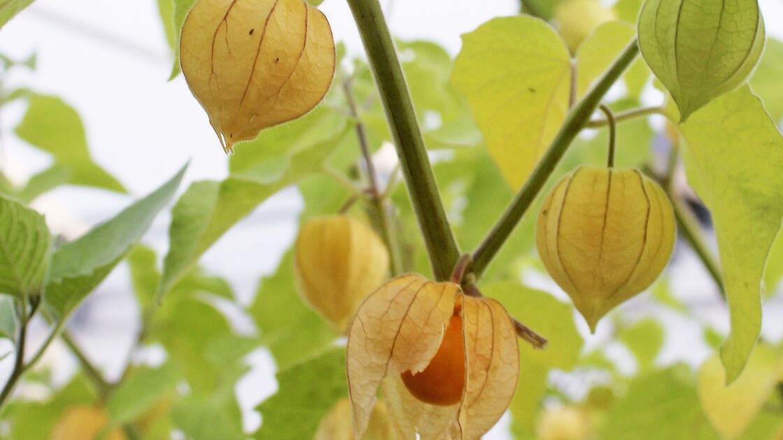 Вот в таких "фонариках" растет Физалис