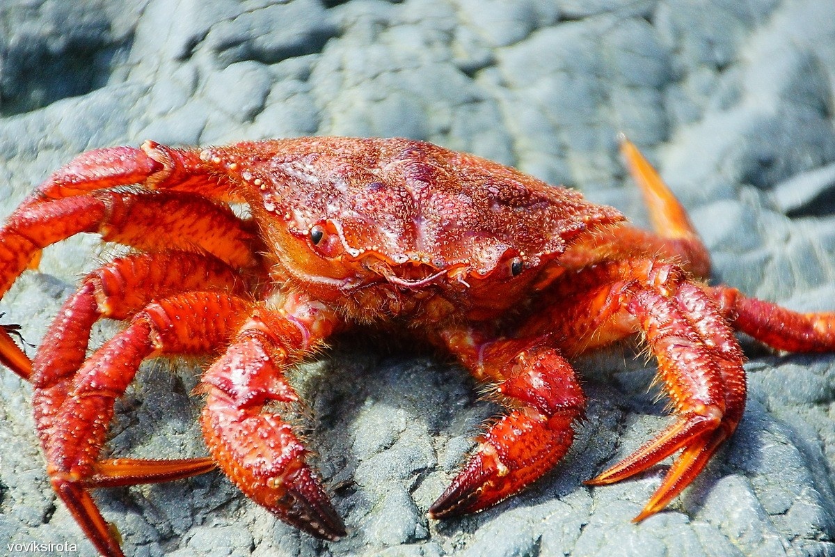 Фото с сайта: https://mungfali.com/explore/Dropbox.com/explore.php?q=Крабы