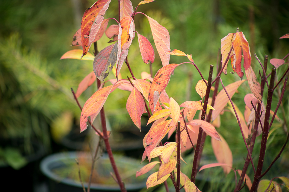Дерен Ауреа, осенняя окраска. Фото Елена Якимова / Greenfingers