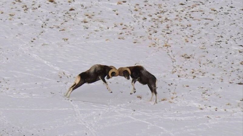     Горные бараны в дикой природе Алтая Алексей Кужлеков