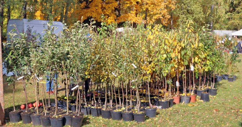 Когда высаживать саженцы плодовых деревьев осенью?