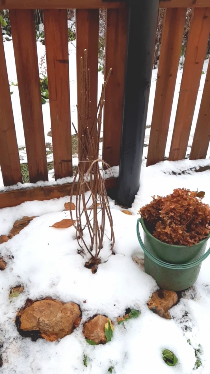 Метельчатая гортензия к зиме готова.