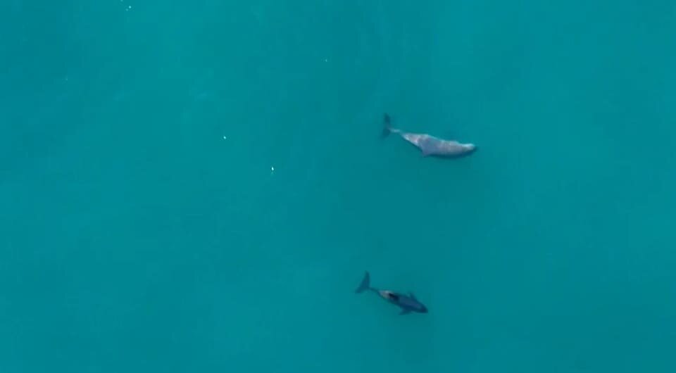   Fabian Rodriguez / Sea Shepherd Conservation Society