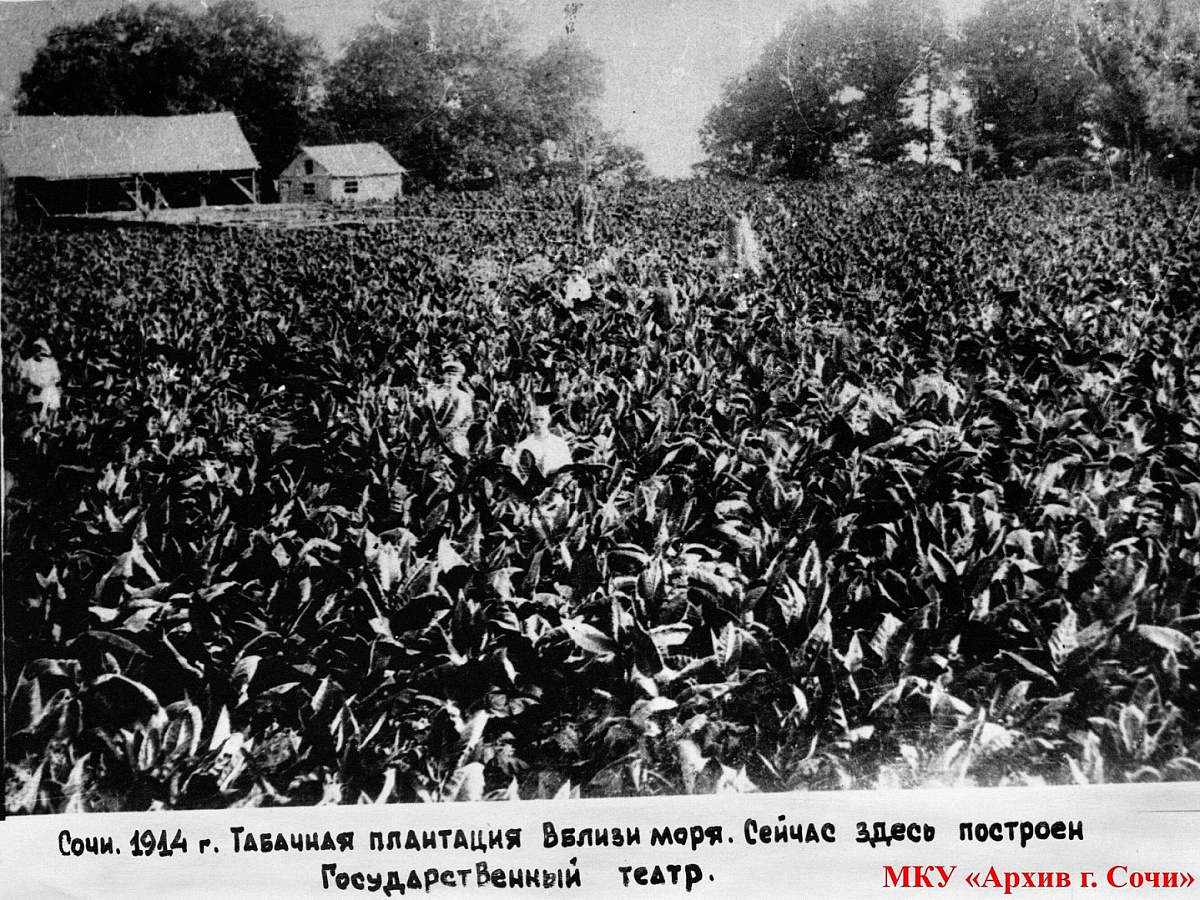 фото из Сочинского городского архива