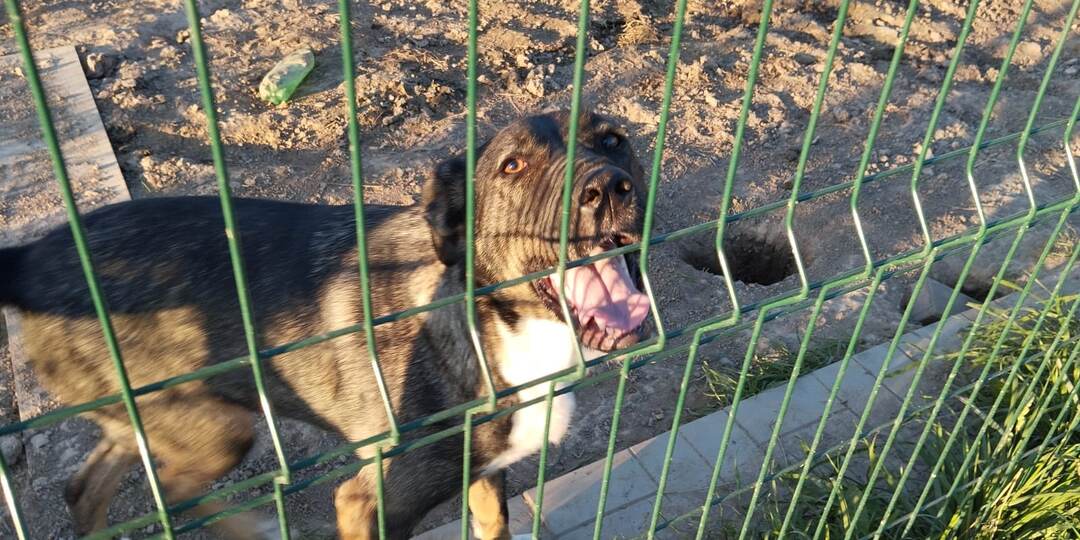 Закрыт. Ася поедет в семью! Нужна помощь!