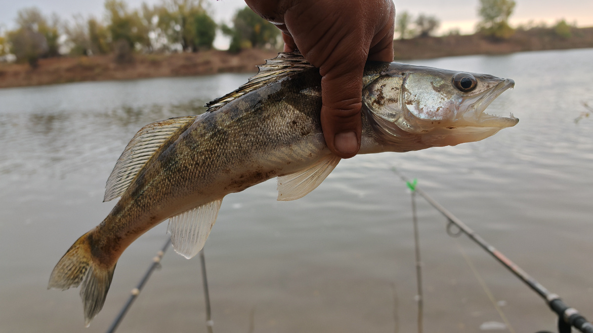 Маленький судак