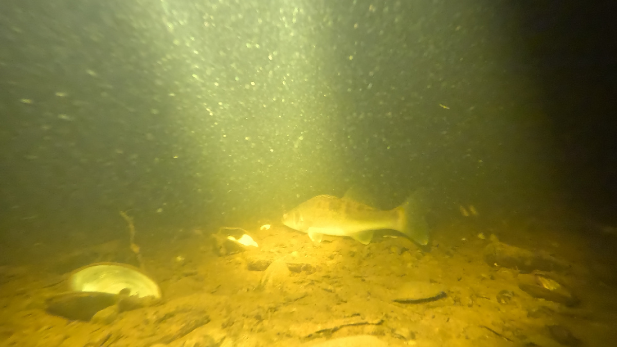 Пассивный Гал.