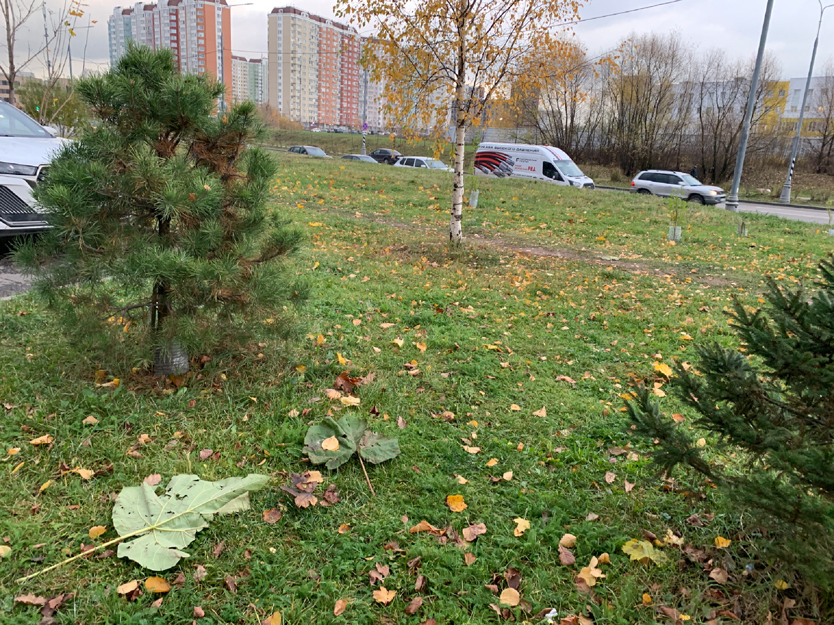 Засохшие и свежие листья вот так мирно соседствуют   ПЕРВОГО Ноября 2025, а ласточки пропали...