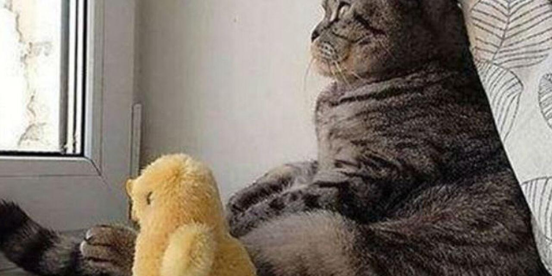 😿По каким признакам можно понять, что кошка чувствует себя одинокой