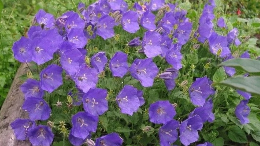 Колокольчик карпатский оказался еще хуже