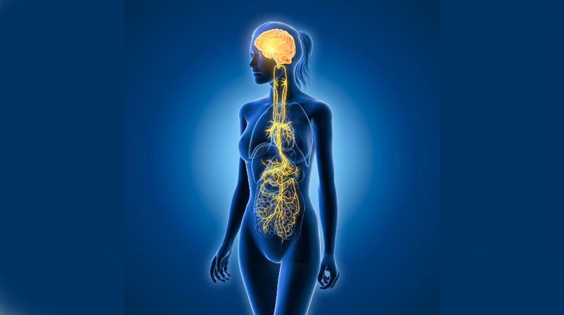 Что такое блуждающий нерв и как он влияет на здоровье