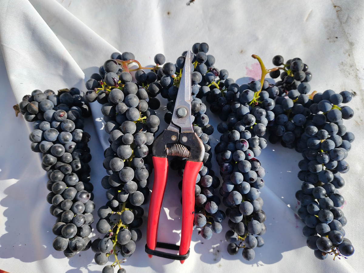 Виноградные ножницы и грозди винограда Мукузани/Оберлин нуар 