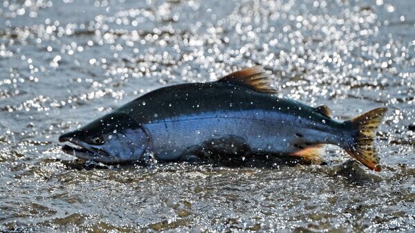    © РИА Новости . Александр Кряжев
