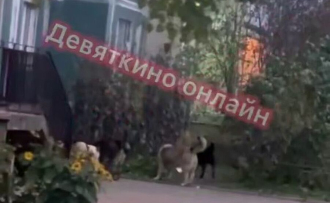    © Telegram-канал «Девяткино online | Мурино»