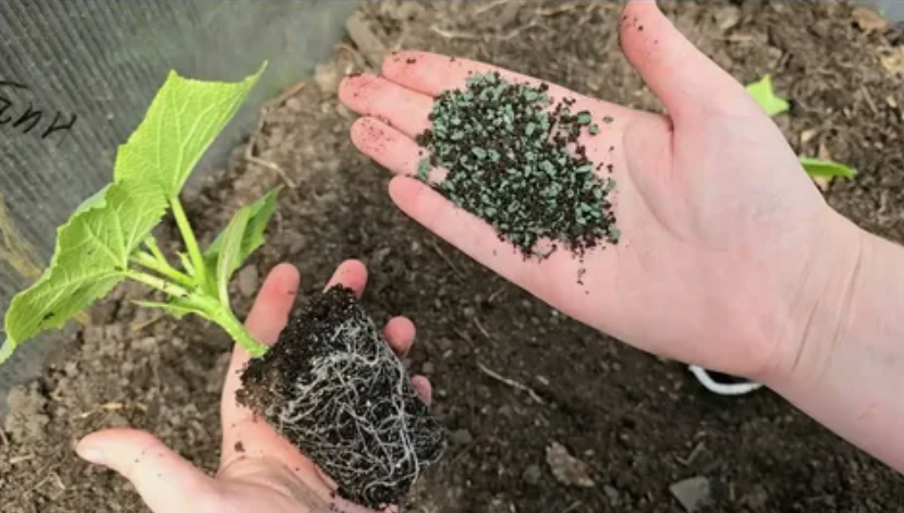 кладу в лунку под огурцы