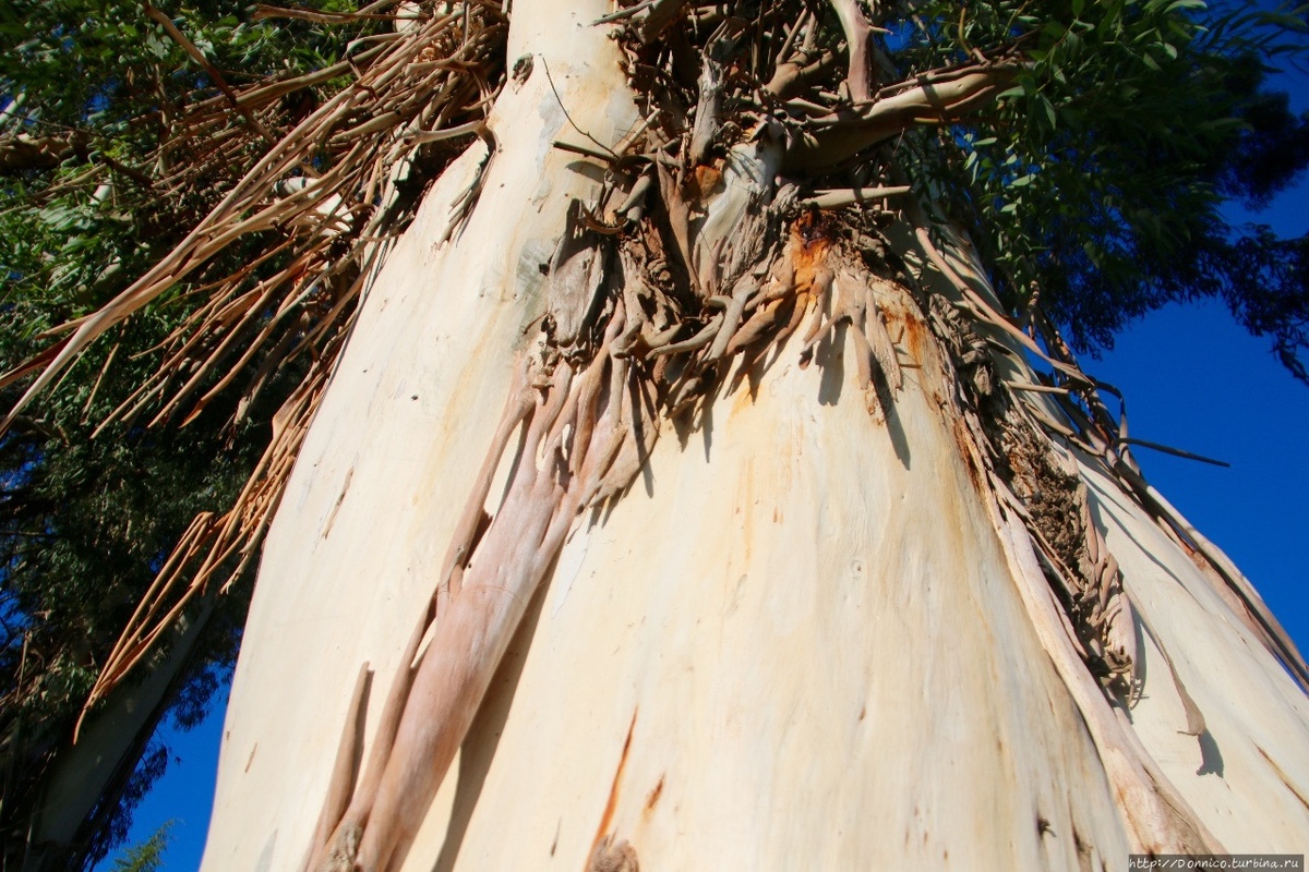 Оголенный ствол Эвкалипта в Абхазии