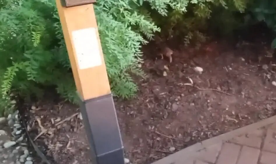    Фото: читатель Мойки78 Александр