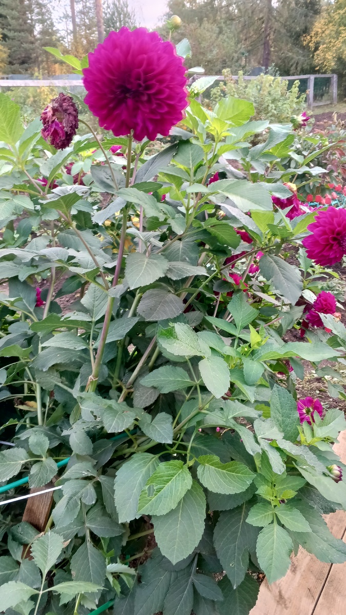 фото автора:георгины на участке у мамы, сентябрь, Карелия