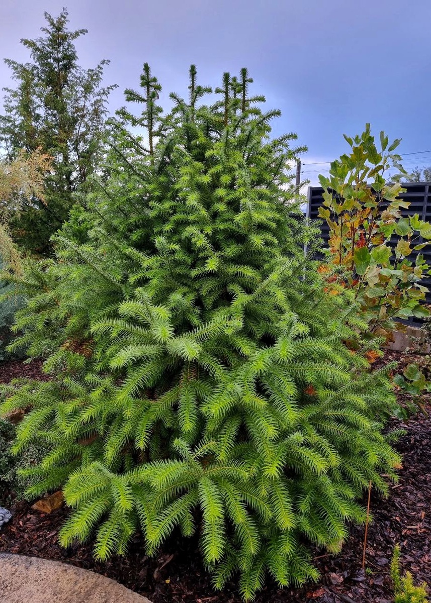 Cunninghamia lanceolata.