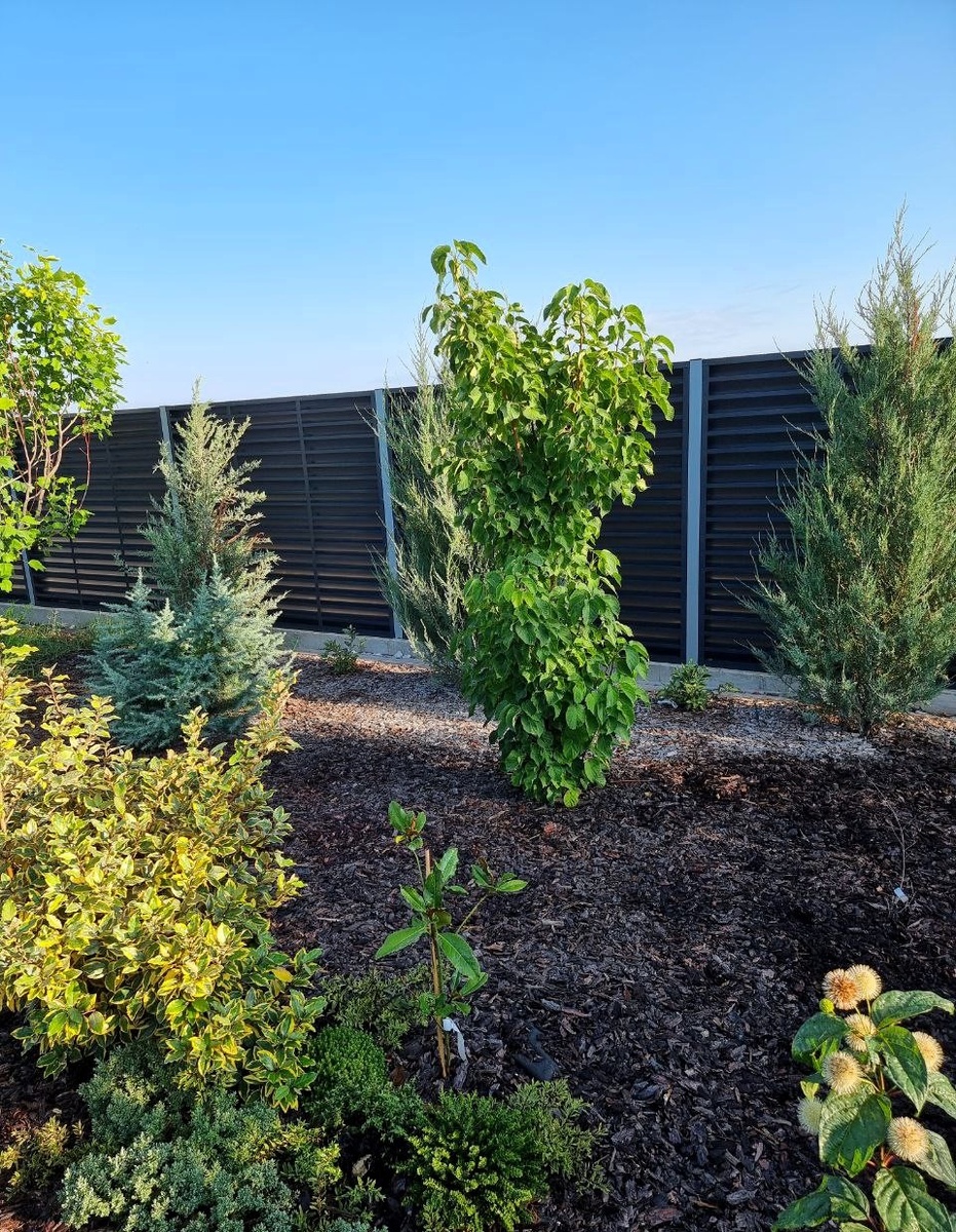 Вот такой давидия была еще совсем недавно, а сейчас стремительно облетает. Слева от нее - кедр (Cedrus deodara 'Bushes Electra'), на переднем плане юный саженец магнолии 'Kay Parris', желтая крона принадлежит лоху (Elaeagnus x ebbingei 'Viveleg')