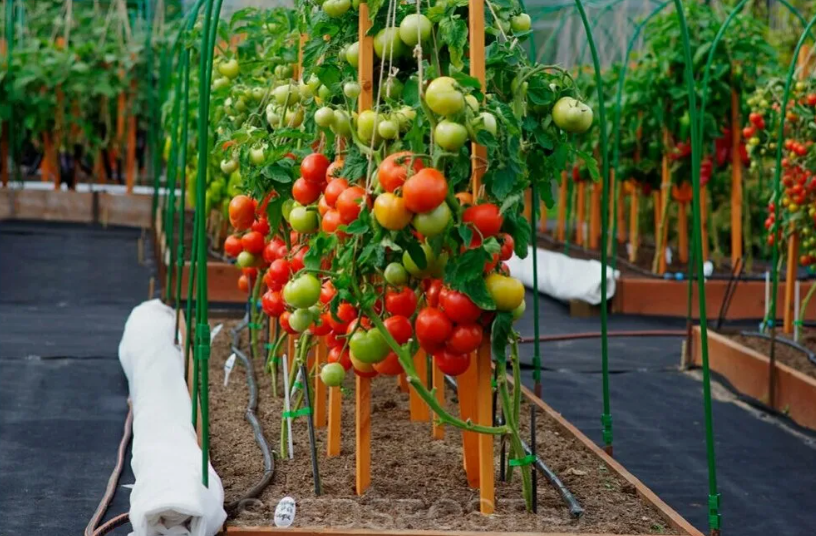 поливаю помидоры