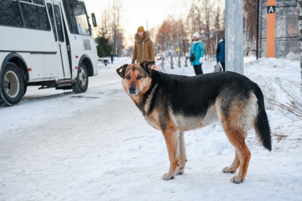    Фото: "Республика" / Оксана Кудряшова