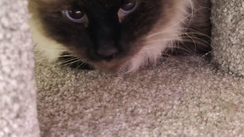 Мы обрадовались, что этой кошке наконец позвонили. Оказалось, проверяли, что стало с больной отловленной кошкой