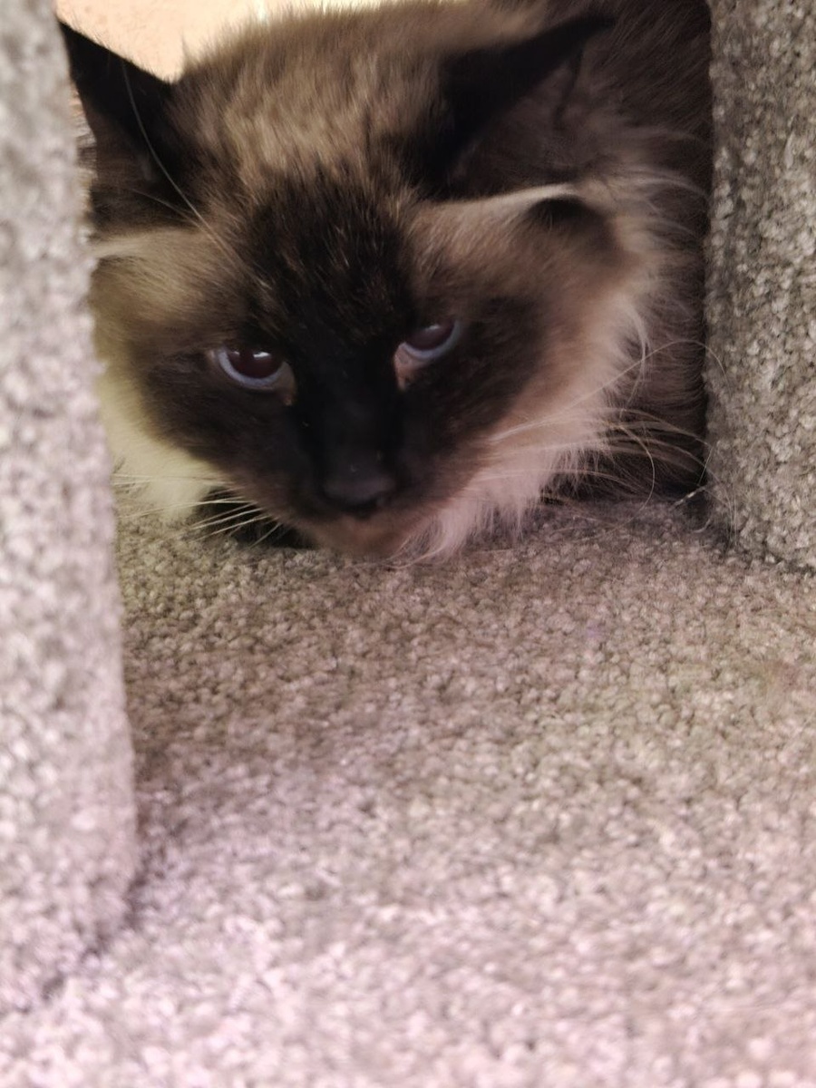 Отстаньте уже от кураторов, а?