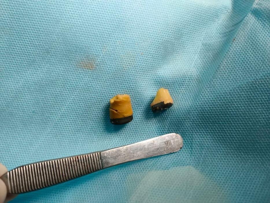 Кошка Плюша
Фото: предоставили врачи ветеринарной клиники «Любовь и забота» в Псковской области