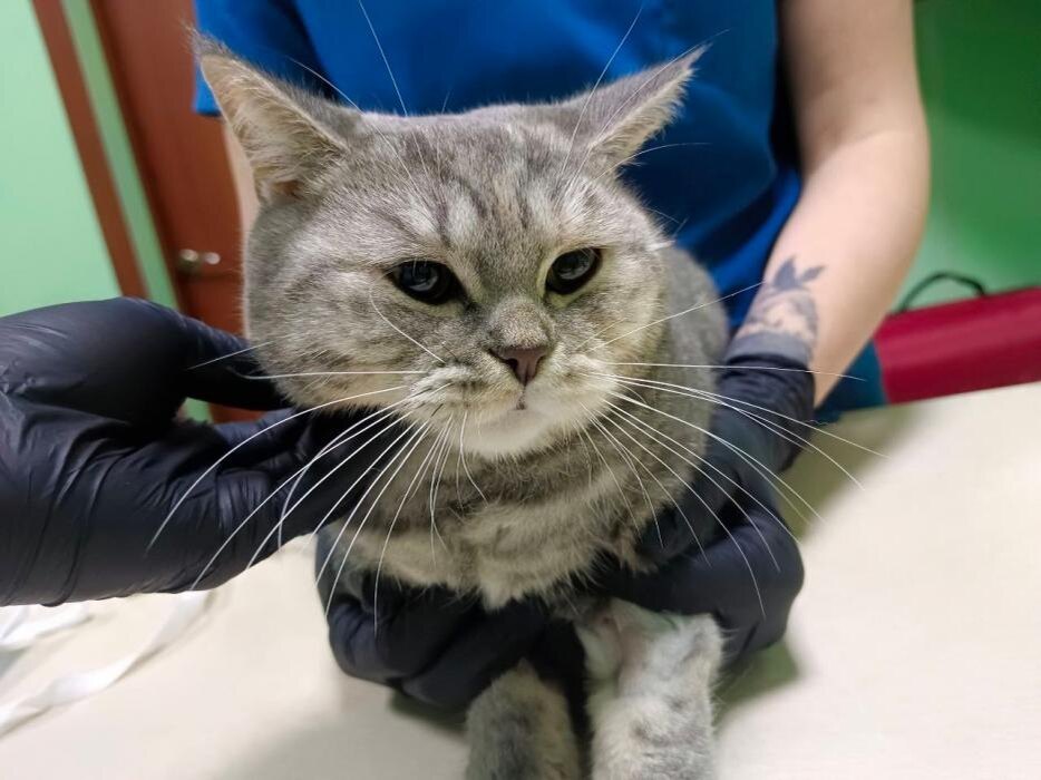 Кошка Плюша
Фото: предоставили врачи ветеринарной клиники «Любовь и забота» в Псковской области