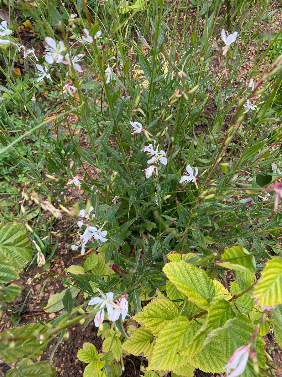 01.11.25 В моем саду