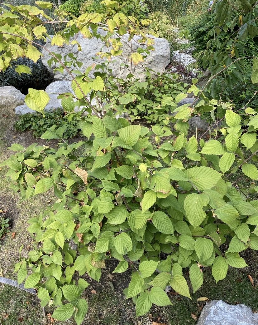 В японском саду.