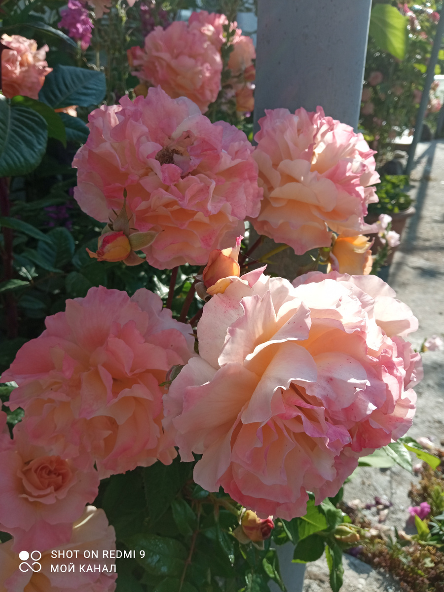 Ч/г роза Аугуста Луиза. Фото автора.